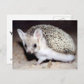 Egel - Het Spiny Mammal Briefkaart (Voorkant / Achterkant)
