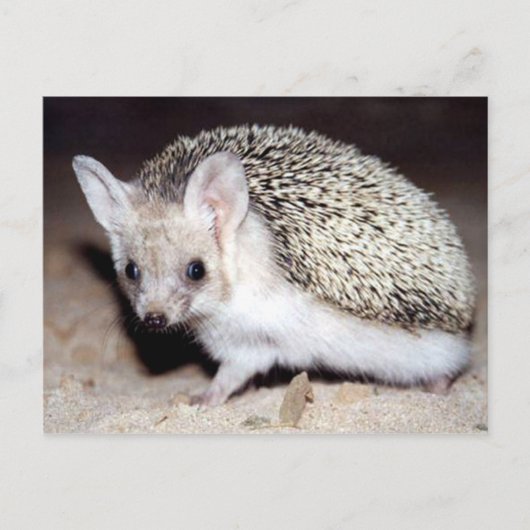 Egel - Het Spiny Mammal Briefkaart (Voorkant)