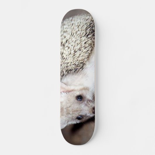 Egel - Het Spiny Mammal Skateboard (Voorkant)