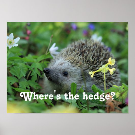 Egel-Humor Poster (Voorkant)