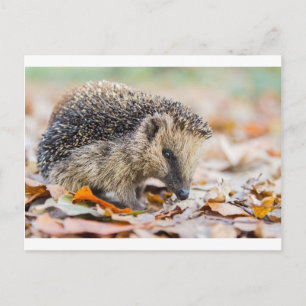 Egel in de herfstbladeren briefkaart