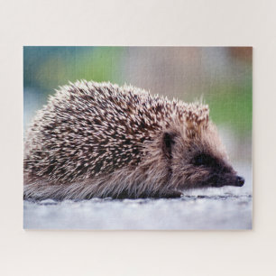 Egel in de natuur, legpuzzel