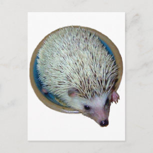 Egel in Dish Briefkaart