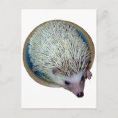 Egel in Dish Briefkaart (Voorkant)