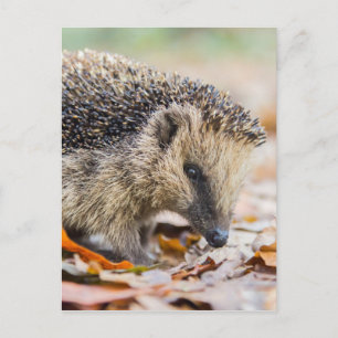Egel in herfstbladeren briefkaart