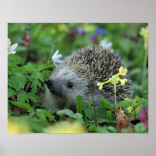 Egel in Woodland Flowers Poster