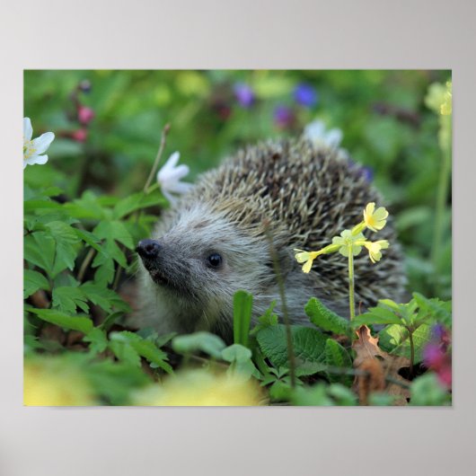 Egel in Woodland Flowers Poster (Voorkant)