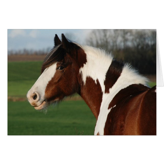 Egel js Maj (Voorkant Horizontaal)