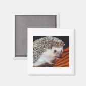 Egel Magneet (Voorkant / Achterkant)
