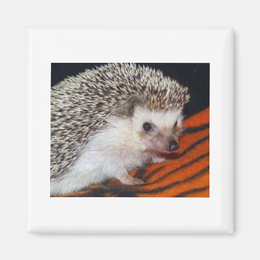 Egel Magneet (Voorkant)