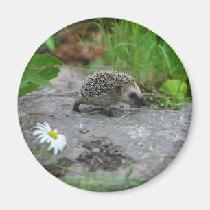 Egel magnet - aanpasbaar