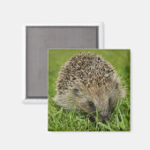 Egel magneten (Voorkant / Achterkant)