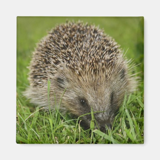 Egel magneten (Voorkant)