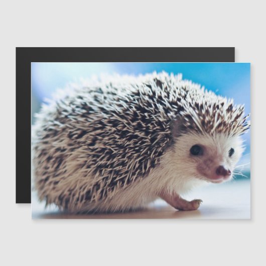 egel-magnetische Kaart (Voorkant / Achterkant)