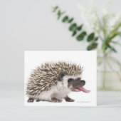 Egel met vier zijden - Atelerix albiventris Briefkaart (Staand voorkant)