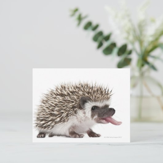 Egel met vier zijden - Atelerix albiventris Briefkaart (Staand voorkant)