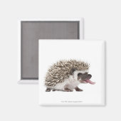 Egel met vier zijden - Atelerix albiventris Magneet (Voorkant / Achterkant)