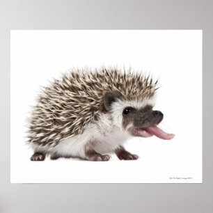 Egel met vier zijden - Atelerix albiventris Poster