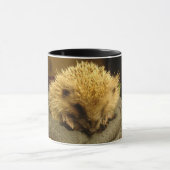 egel-mok mok (Midden)