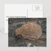 Egel op tiny Black Rocks Briefkaart (Voorkant / Achterkant)