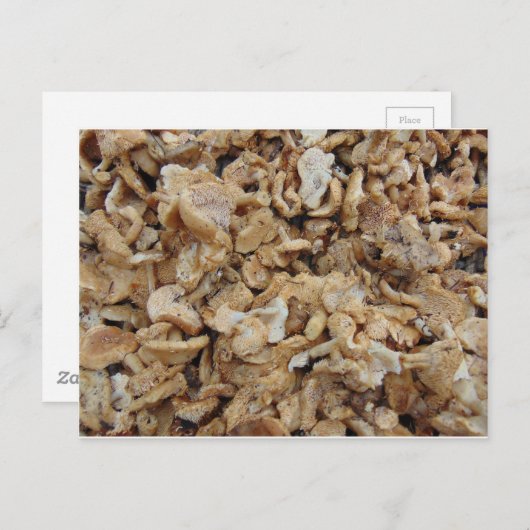 Egel-paddenstoelen Briefkaart (Voorkant / Achterkant)