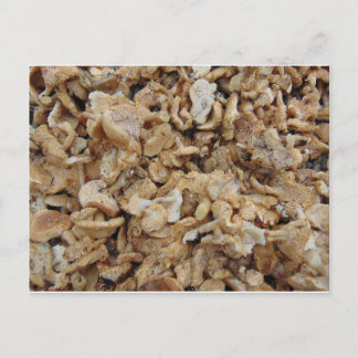 Egel-paddenstoelen Briefkaart