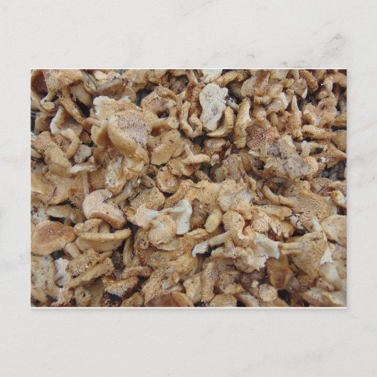 Egel-paddenstoelen Briefkaart (Voorkant)