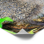 Egel-poster Poster (Hoek)