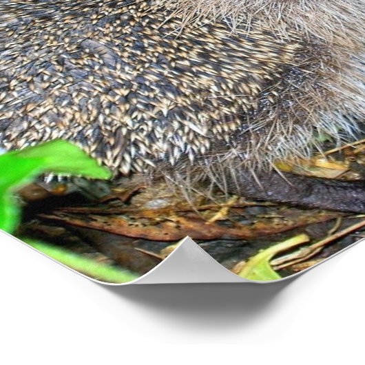 Egel-poster Poster (Hoek)