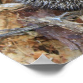 Egel-Poster Poster (Hoek)