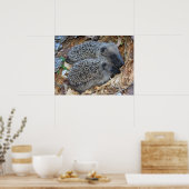 Egel-Poster Poster (Keuken)