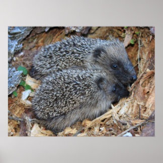 Egel-Poster Poster