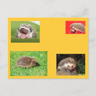 Egel-postkaart! Heel schattig! Briefkaart