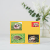 Egel-postkaart! Heel schattig! Briefkaart (Staand voorkant)