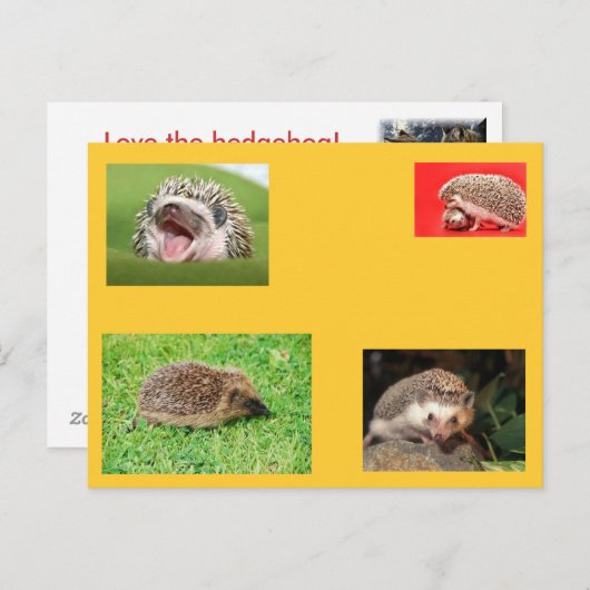 Egel-postkaart! Heel schattig! Briefkaart (Voorkant / Achterkant)