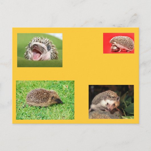 Egel-postkaart! Heel schattig! Briefkaart (Voorkant)