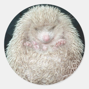 Egel Ronde Sticker