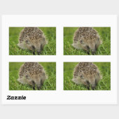 Egel-Stickers Rechthoekige Sticker (Vel)