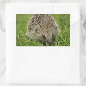 Egel-Stickers Rechthoekige Sticker (Tas)