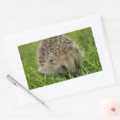 Egel-Stickers Rechthoekige Sticker (Envelop)