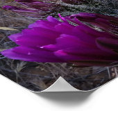 Egelcactus magenta bloemen Arizona Zuidwesten Poster (Hoek)