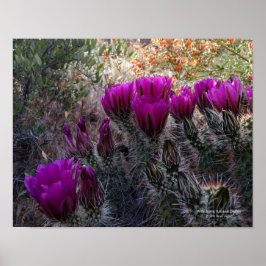 Egelcactus magenta bloemen Arizona Zuidwesten Poster