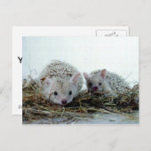 Egels als gezelschapsdieren briefkaart (Voorkant / Achterkant)
