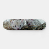 Egels als gezelschapsdieren skateboard (Horizontaal)