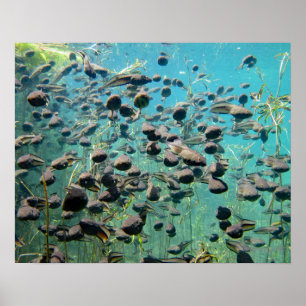 Egesloten a Creek Tadpoles Poster