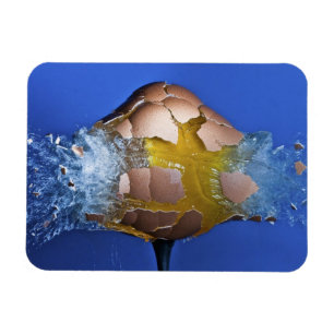 Eggceptioneel Magneet