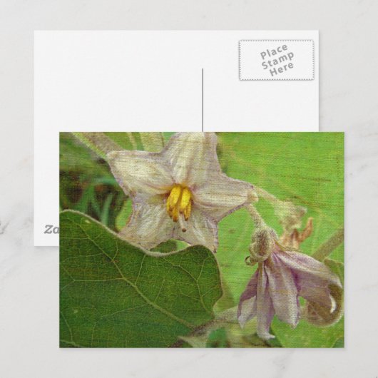 Eggplant Flowers Briefkaart (Voorkant / Achterkant)