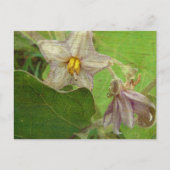 Eggplant Flowers Briefkaart (Voorkant)