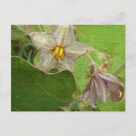 Eggplant Flowers Briefkaart (Voorkant)