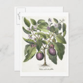 Eggplant: Melanzana fructu pallido uit de "Hor" Briefkaart (Voorkant / Achterkant)